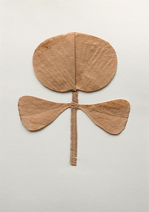 Odine Lang, Kaffeefilter-Herbarium